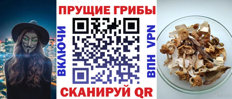 дарнет шоп  Губкин  Псилоцибиновые грибы ЛСД 